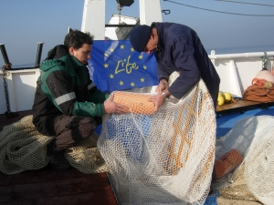 Griglia utilizzata per ridurre la cattura di Caretta caretta nelle reti a strascico