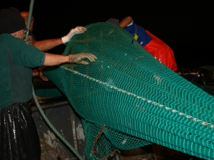 La salpa del TED