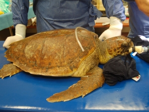 Sea turtle at a rescue centre