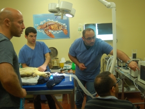 Interevento veterinario su un esemplare di Caretta caretta