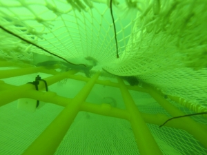 Immagine subacquea del TED sperimentato in Adriatico