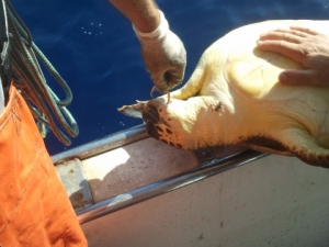 Caretta caretta incidentally caught with a longline