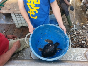 Small turtle caught by Rapido trawl