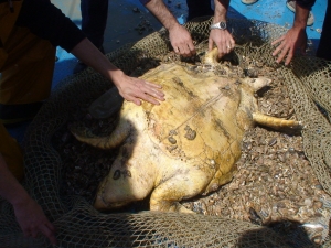 Caretta caretta catturata a strascico