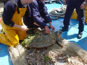 Observation and measurements of a turtle Caretta caretta catched with a bottom trawl net