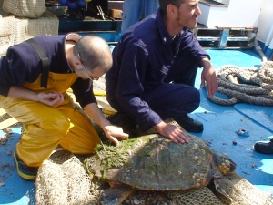 Tartaruga rinvenuta nel sacco di una rete a strascico: misurazione del carapace