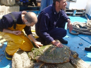 Turtle caught in a bottom trawl: measure of carapace length