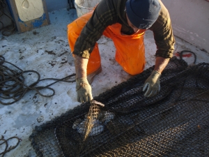 Cuttlefish caught by CARAPAX pot