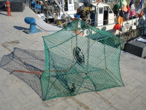 Trapula pot to catch cuttlefish