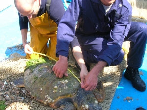 Misurazione di un esemplare di Caretta caretta catturato a strascico