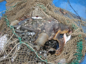 Tartaruga rinvenuta nel sacco di una rete a strascico