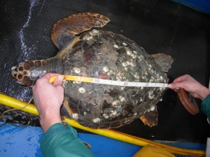 Tartaruga rinvenuta nel sacco di una rete a strascico: misurazione del carapace