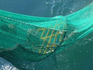 Detail of TED and trawl hauling