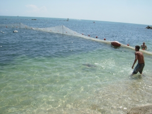 Turtle release