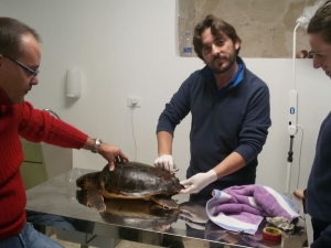 Tanina rehabilitated at First Aid Center for Marine Turtles of the Marine Protected Area 
