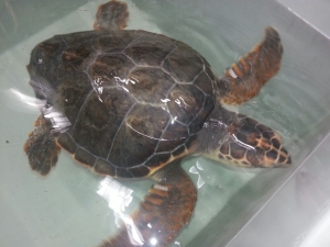 Tanina rehabilitated at First Aid Center for Marine Turtles of the Marine Protected Area 