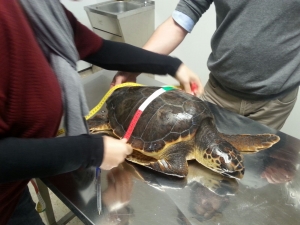 Tanina rehabilitated at First Aid Center for Marine Turtles of the Marine Protected Area 