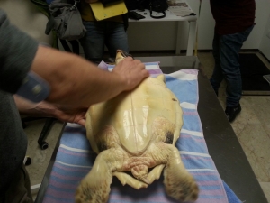 Tanina rehabilitated at First Aid Center for Marine Turtles of the Marine Protected Area 