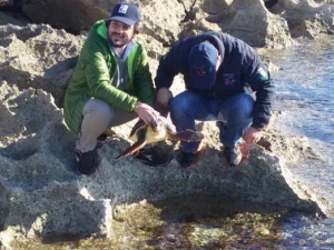 Curata e rilasciata in mare Tanina, prima ospite d’inverno del Centro di Primo Soccorso per Tartarughe Marine dell’Area Marina Protetta 