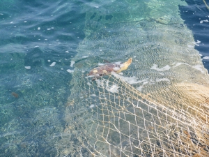 Turtle caught in a pelagic trawl