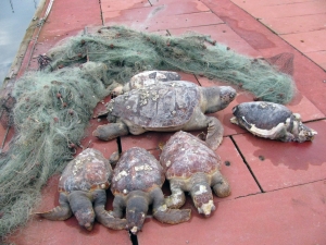 Tartarughe catturate in una rete da posta a Cervia