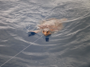 Turtle caught in a longline