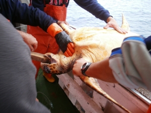 Tartaruga catturata da un palangaro: operazione di slamatura