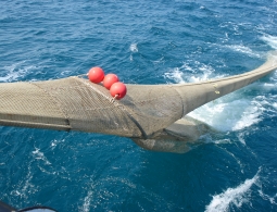 Turtle Excluder Devices: sperimentazione in Adriatico