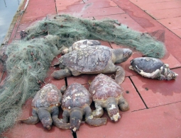 La pattuglia della Capiteneria di Porto intervenuta ha riscontrato sei cadaveri di tartarughe marine della specie Caretta caretta, di dimensioni variabili fra i 35 e i 60 cm di carapace, intrappolati all’interno della rete