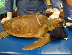 TartaLife: primo corso per il recupero delle tartarughe marine